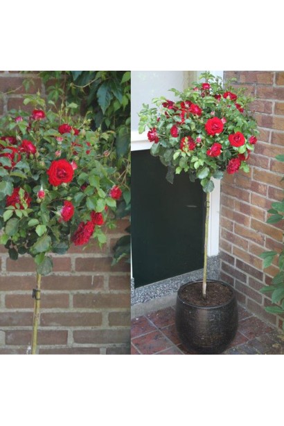 Троянда флорібунда Торнадо на штамбі